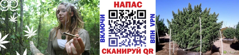 Канабис семена  хочу   MEGA tor  Кострома 